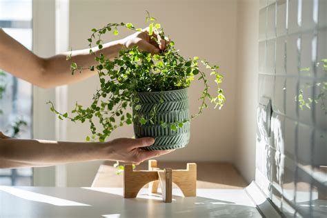 Cómo proteger a tus plantas del calor