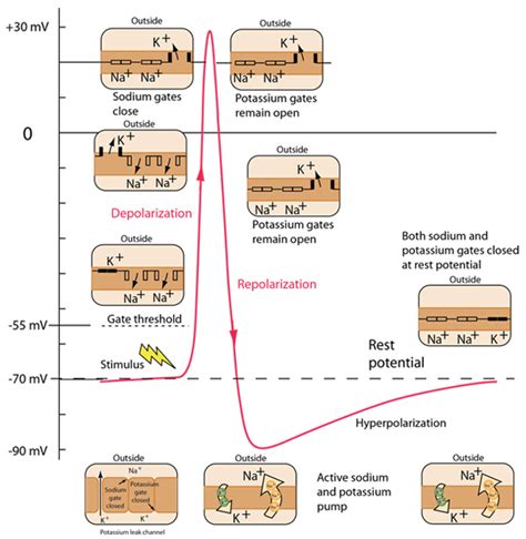 Action Potentials Human Anatomy And Physiology Medical Student Study