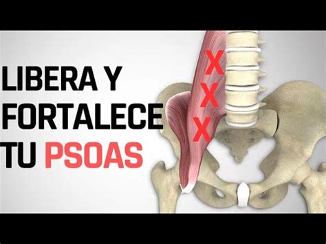 Libera Y Fortalece Tu Psoas Youtube