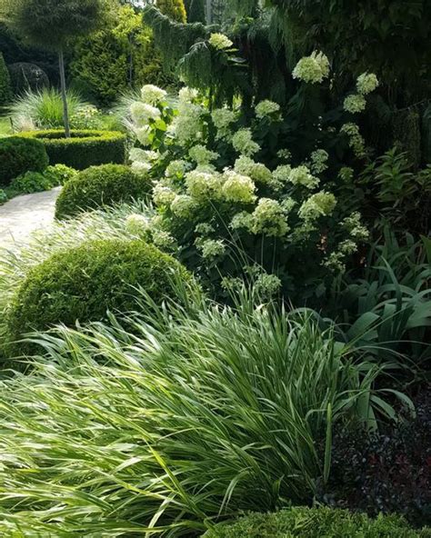 Monika Dudek Garden On Instagram Hakonechloa I Hortensja Vanille