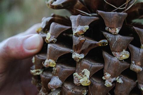 Premium Photo Close Up Of Hand Holding Pine Cone