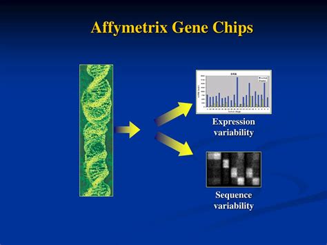 Ppt Affymetrix Snp Chips Powerpoint Presentation Free Download Id