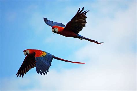 Pareja De Loros Volando Rompecabezas En L Nea