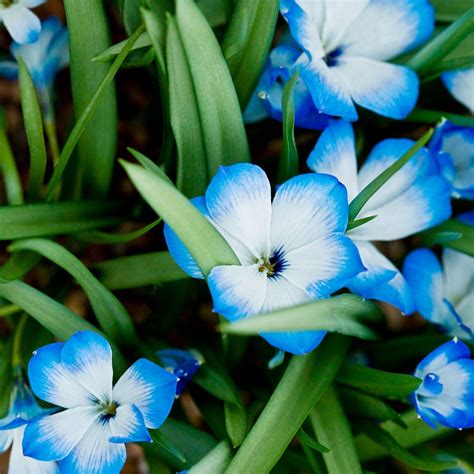 Extinct Plants These Plants Went Extinct In NYC. Now, An Artist Is