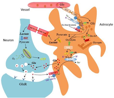 The Astrocyte Neuron Lactate Shuttle Hypothesis Mechanism Of Lactate