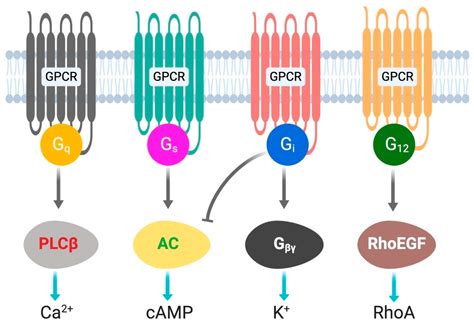 Biomolecules Free Full Text Metabolic Functions Of G Protein