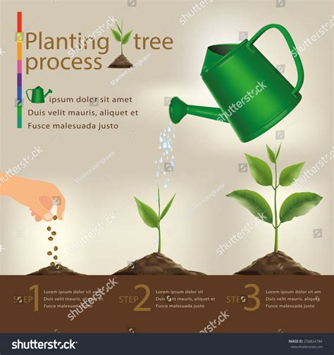 Timeline Infographic Of Planting Tree Process Royalty Free Stock