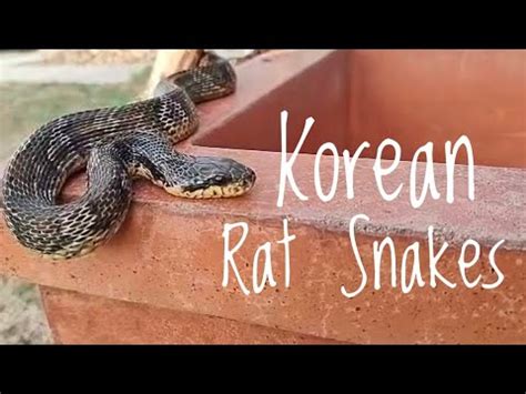 Species Spotlight Korean Rat Snakes Youtube