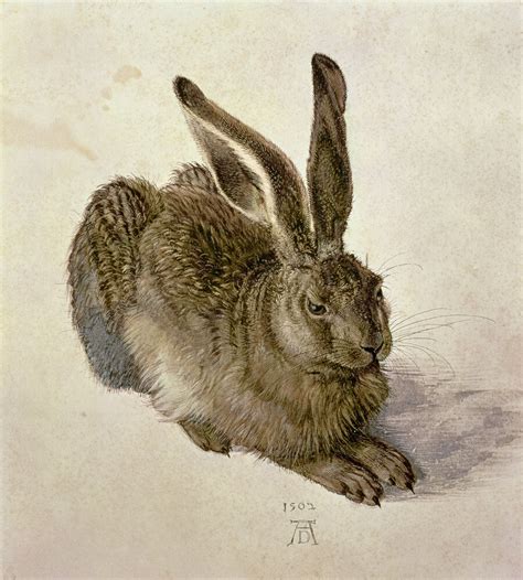 Young Hare, 1502 Art Print by Albrecht Dürer | King & McGaw