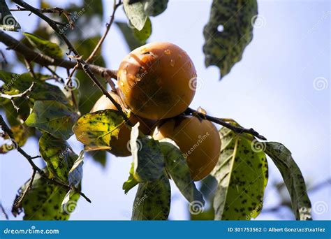 The Japanese Persimmon Treen Persimmon Diospyros Kaki Stock Photo