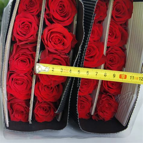 Yunnan Farmland Directly Supply Fresh Cut Flowers Red Roses Plateau Red