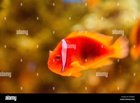 Clown Fish Swimming In Seawater Stock Photo Alamy