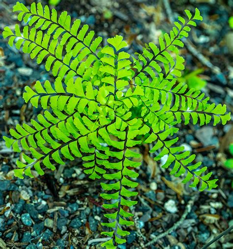 Adiantum pedatum – Native Gardens of Blue Hill