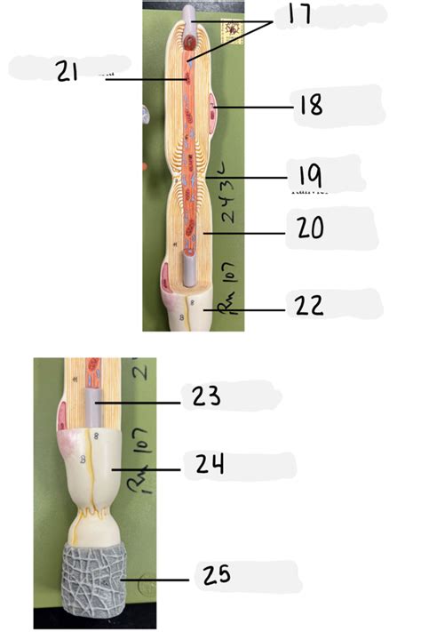 Nervous System 7 Diagram Quizlet