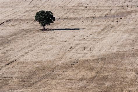 Solitari Ramon Orom Sobreelterreny Flickr