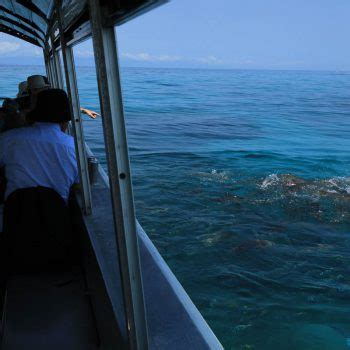 Glass bottom boat tour - Great Barrier Reef | Great Adventures