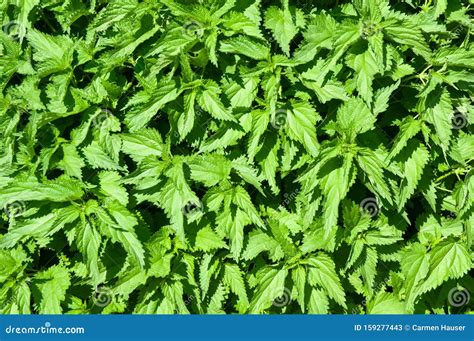 Bush Of Stinging Common Nettles Isolated On White Background Top View