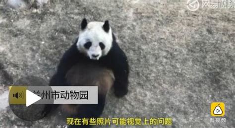 熊猫瘦成皮包骨 看的众网友心疼不已 2 中国日报网