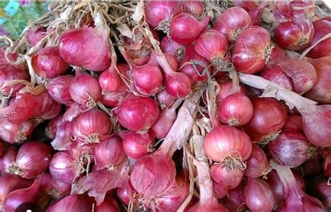 6 Manfaat Bawang Merah Untuk Kesehatan Mulai Dari Menjaga Kesehatan