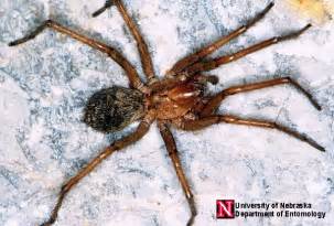 Hobo Spider Aggressive House Spider