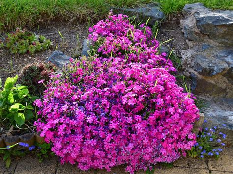 Rock Garden For Shade Spots Shade Loving Rock Garden Plants