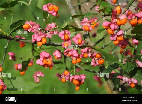 spindle tree 5 Stock Photo - Alamy