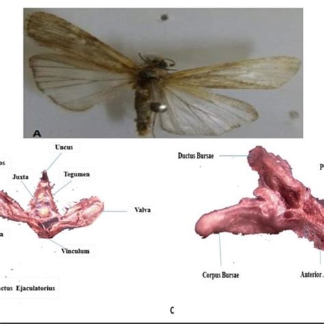 Adult Of Helicoverpa Armigera Complete Body View B Male Genitalia Of