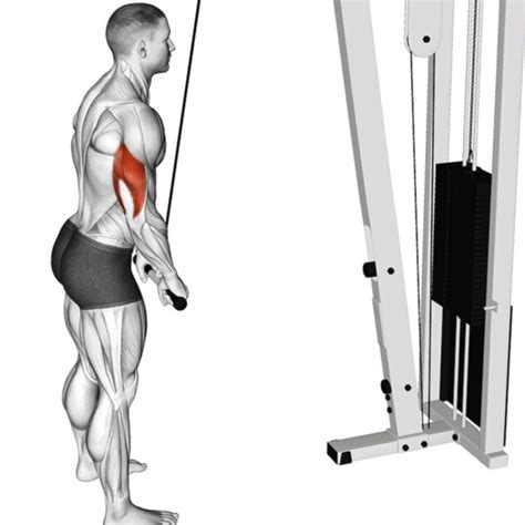 Tricep Pushdowns by David Morgan - Exercise How-to - Skimble