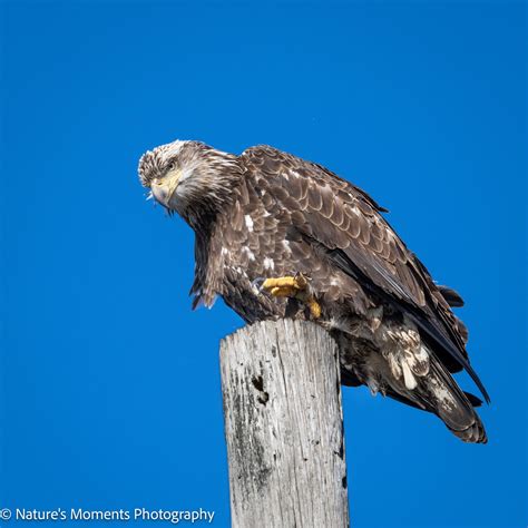 Birds of Prey — Nature's Moments Photography