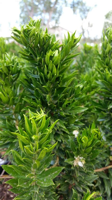 Twisted Myrtle Shrub