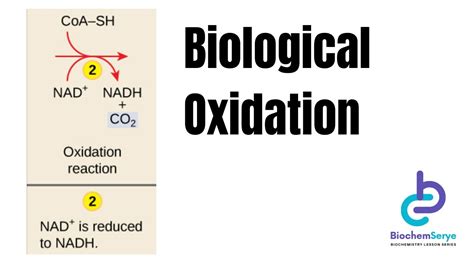 Biological Oxidation Reduction Reactions Biochemistry Youtube