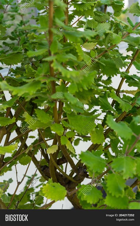 Incense Bush Iboza Image And Photo Free Trial Bigstock