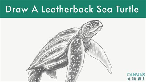 Leatherback Sea Turtle Drawing