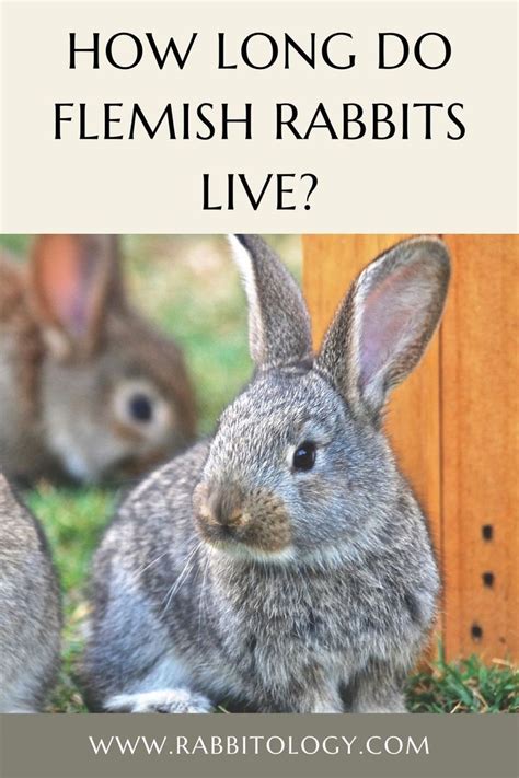 How Long Do Flemish Rabbits Live Flemish Giant Rabbit Raising Rabbits