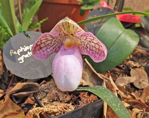 Paphiopedilum-2 – Botanically Inclined – Seed Adventures