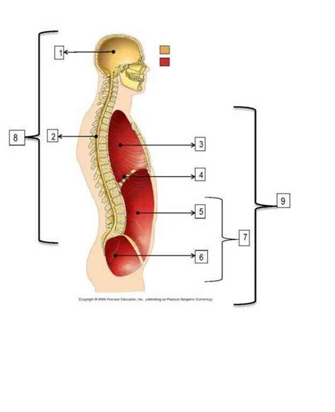 Ventral Cavities The Dorsal And Ventral Human Body Cavities Dorsal