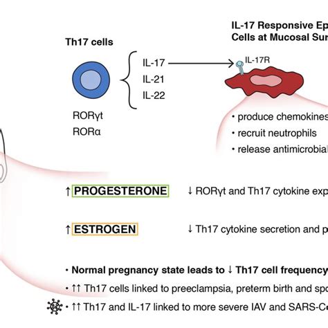 γδ T Cell Function And Localization Are Influenced By Sex Hormones γδ T