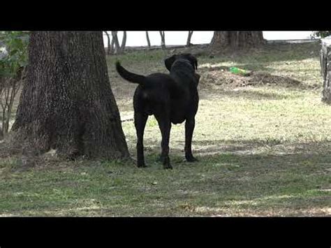 Heces Fecales De Mascotas Pueden Generar Par Sitos En Los Humanos