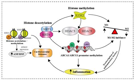 Histone Modifications Contribution To The Regulation Of Macrophage