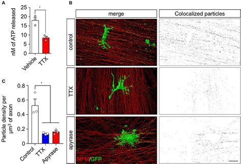 Frontiers Neuronal Activity Dependent Atp Enhances The Pro Growth