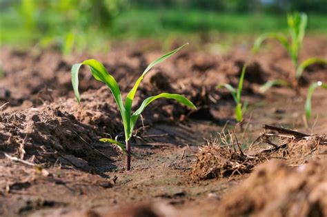 Premium Photo Green Corn Plant On Field In Morning Light
