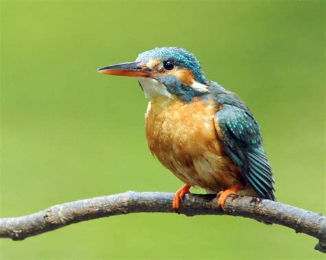 Kingfisher Birdwatch Ireland