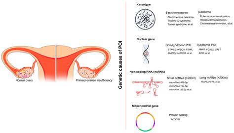 Premature Ovarian Failure Treatment