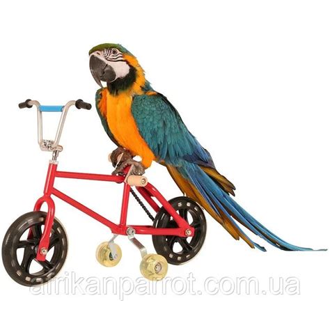 Купить Parrot Велосипед - игрушки для попугая Montana Cages в Киеве от ...