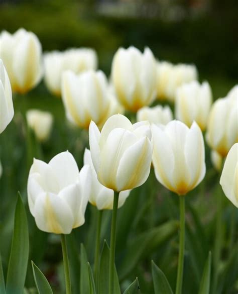 Tulipanes en mi jardín flores de tulipanes blancos que crecen y