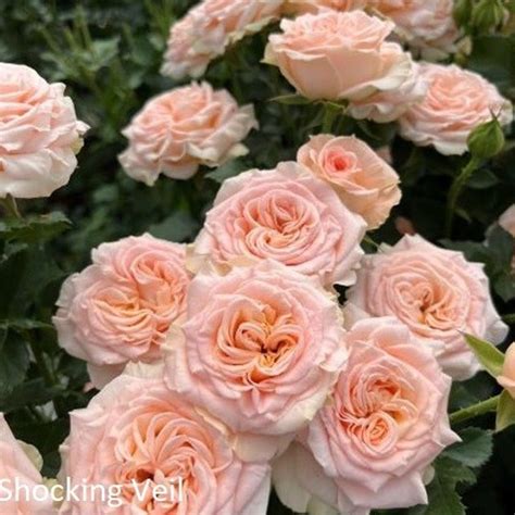 Rose Garden Spray Shocking Veil Ca Florabundance Wholesale Flowers