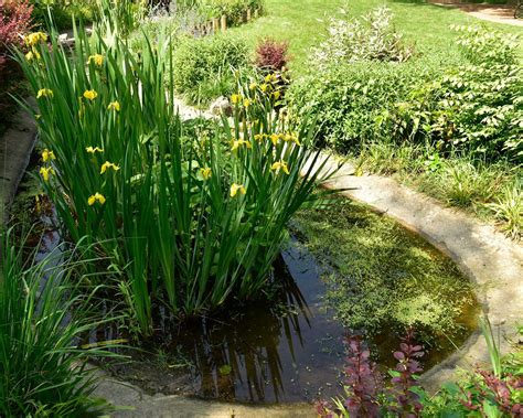 Wildlife pond edging ideas: 10 nature-friendly designs for your ...