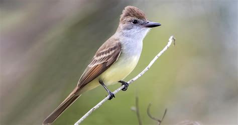 Brown Crested Flycatcher Sounds All About Birds Cornell Lab Of