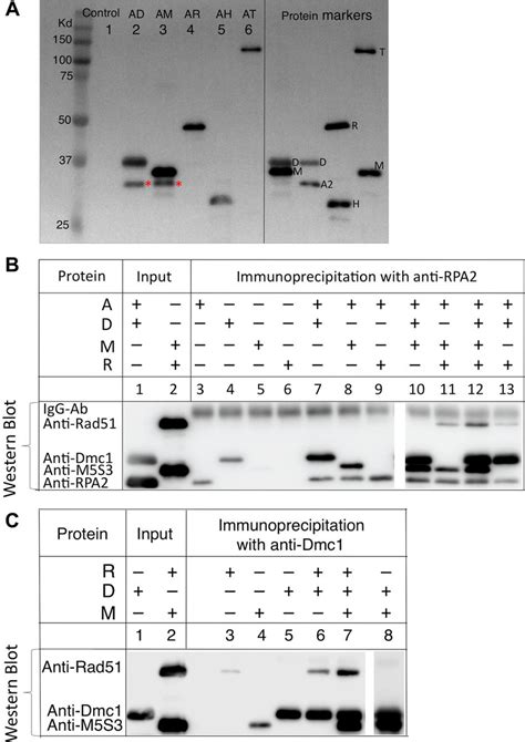 Protein Protein Interactions A Detection Of Direct Proteinprotein