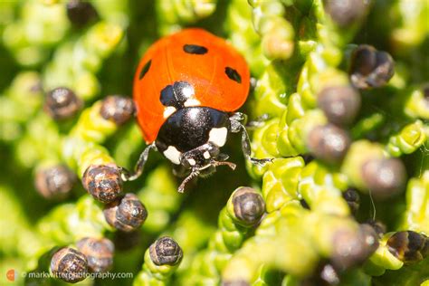 Ladybirds In Garden